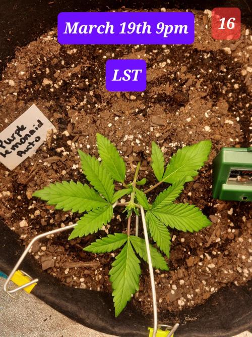 Fast buds purple lemonade auto. Week 3