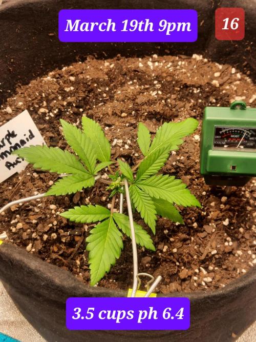Fast buds purple lemonade auto. Week 3