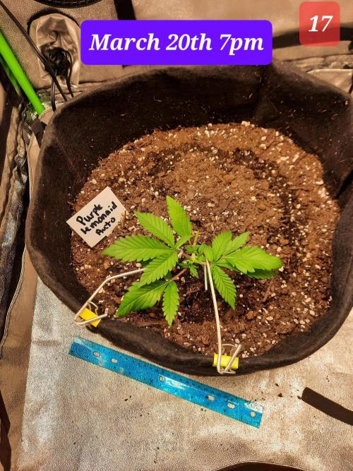 Fast buds purple lemonade auto. Week 3