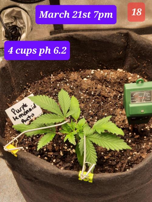 Fast buds purple lemonade auto. Week 3