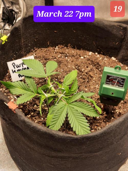 Fast buds purple lemonade auto. Week 3