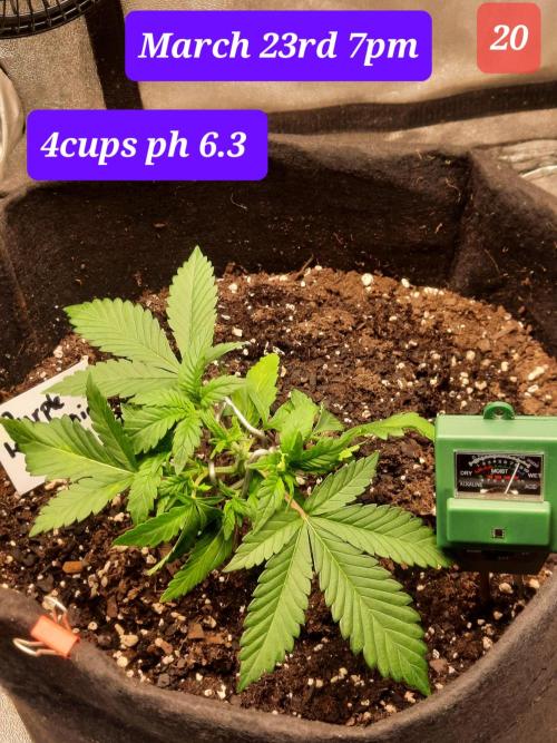 Fast buds purple lemonade auto. Week 3