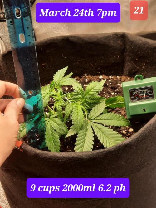 Fast buds purple lemonade auto. Week 3