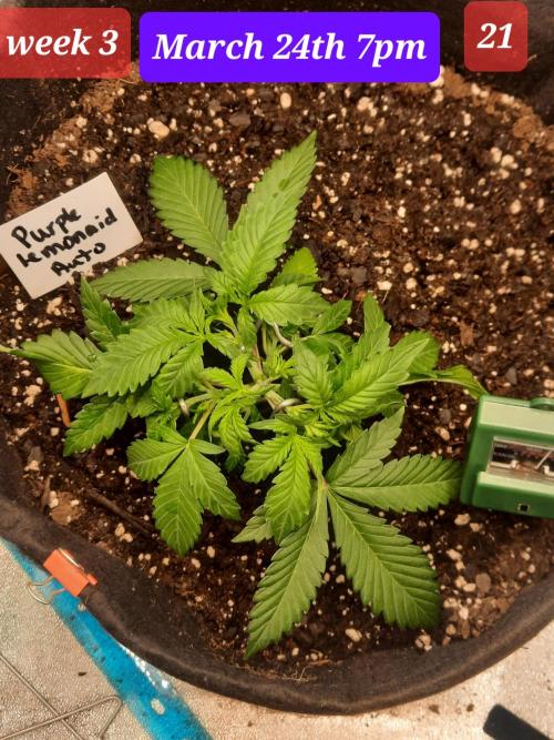 Fast buds purple lemonade auto. Week 3