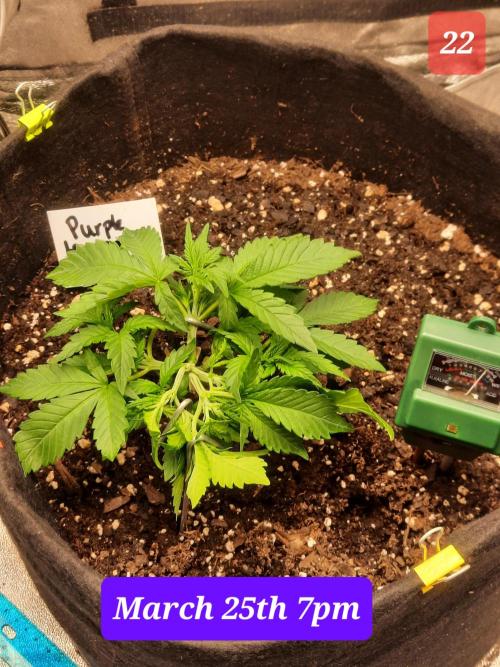 Fast buds purple lemonade auto. Week 4