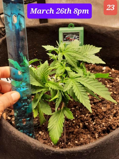 Fast buds purple lemonade auto. Week 4