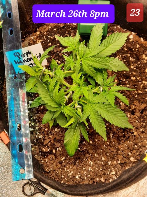 Fast buds purple lemonade auto. Week 4