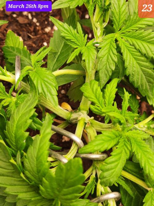 Fast buds purple lemonade auto. Week 4