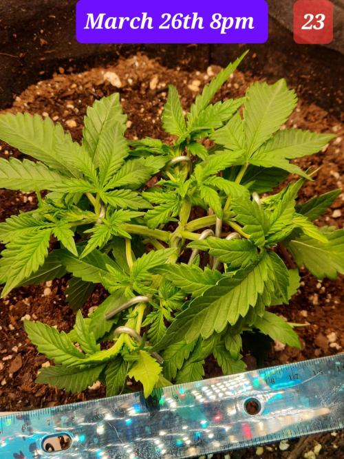 Fast buds purple lemonade auto. Week 4