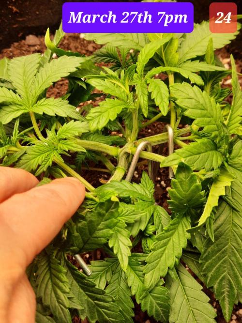 Fast buds purple lemonade auto. Week 4