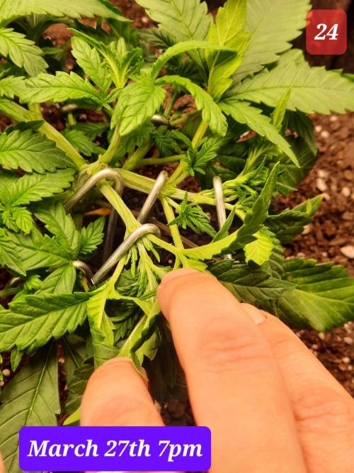 Fast buds purple lemonade auto. Week 4