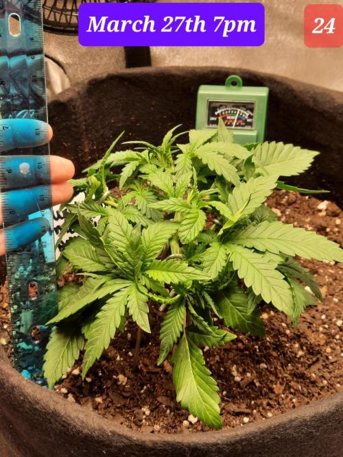 Fast buds purple lemonade auto. Week 4
