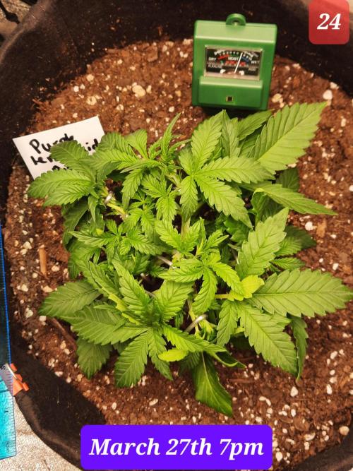Fast buds purple lemonade auto. Week 4