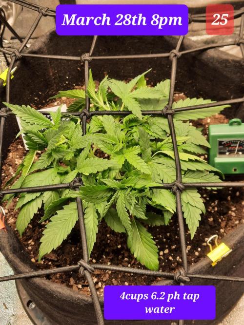 Fast buds purple lemonade auto. Week 4