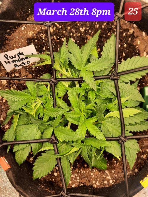 Fast buds purple lemonade auto. Week 4