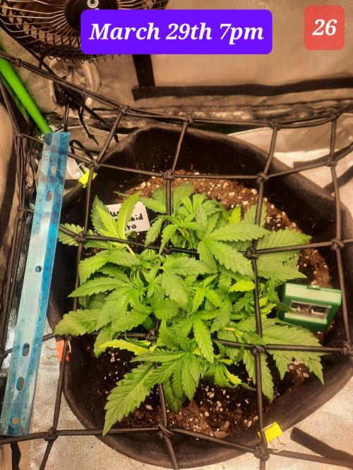 Fast buds purple lemonade auto. Week 4