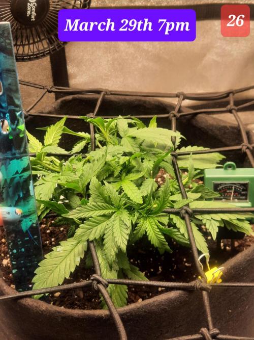 Fast buds purple lemonade auto. Week 4