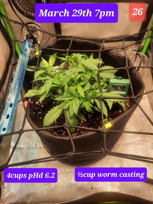 Fast buds purple lemonade auto. Week 4