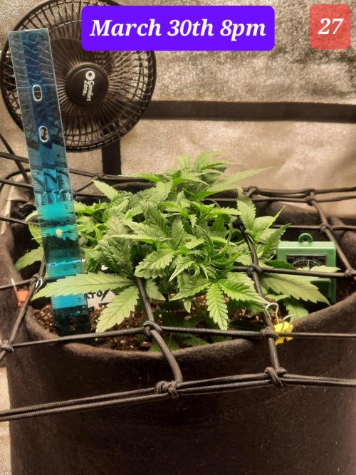 Fast buds purple lemonade auto. Week 4