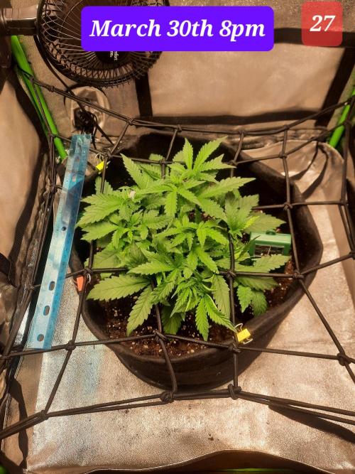 Fast buds purple lemonade auto. Week 4