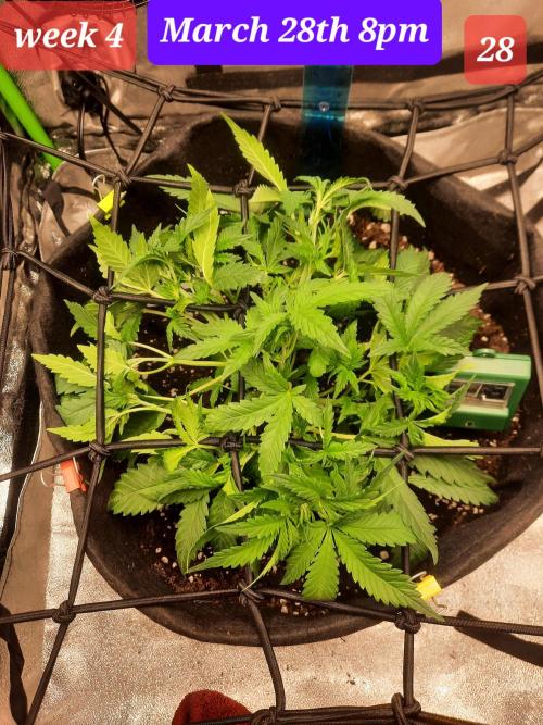 Fast buds purple lemonade auto. Week 4