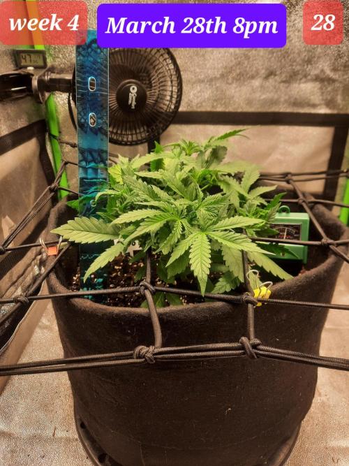 Fast buds purple lemonade auto. Week 4