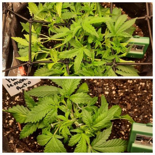 Fast buds purple lemonade auto. Week 4