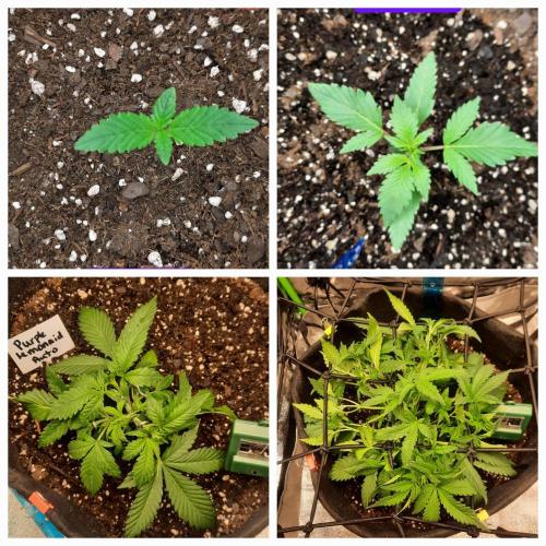 Fast buds purple lemonade auto. Week 4