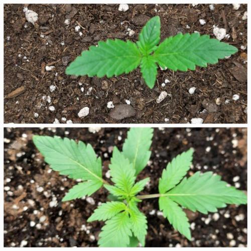 Fast buds purple lemonade auto. Week 2
