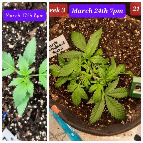 Fast buds purple lemonade auto. Week 3