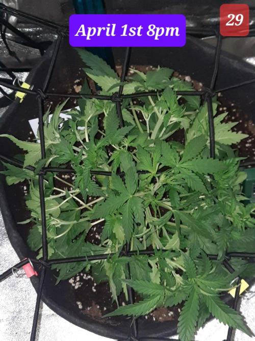 Fast buds purple lemonade auto. Week 5