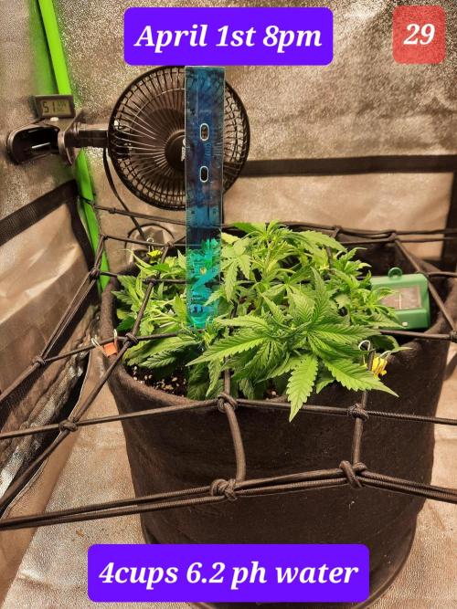 Fast buds purple lemonade auto. Week 5