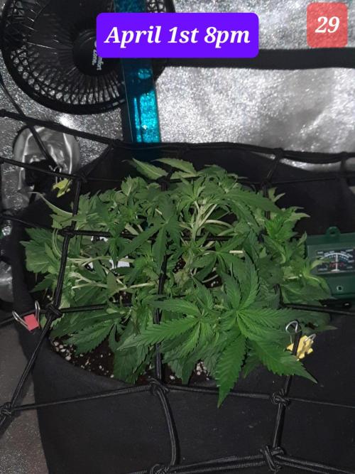 Fast buds purple lemonade auto. Week 5