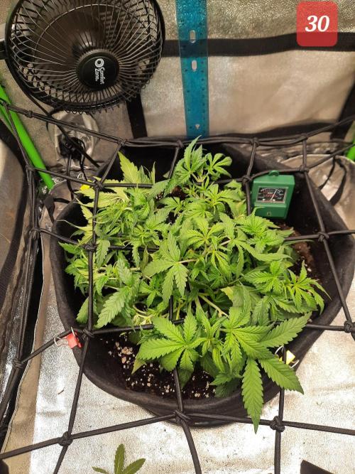 Fast buds purple lemonade auto. Week 5