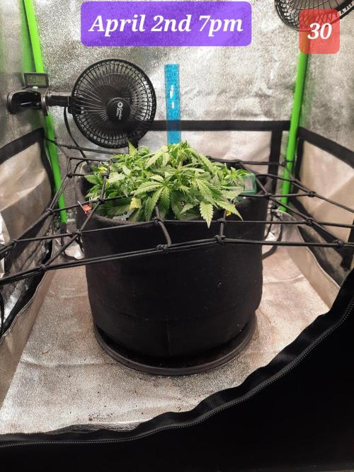 Fast buds purple lemonade auto. Week 5