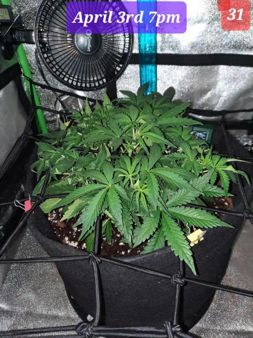 Fast buds purple lemonade auto. Week 5