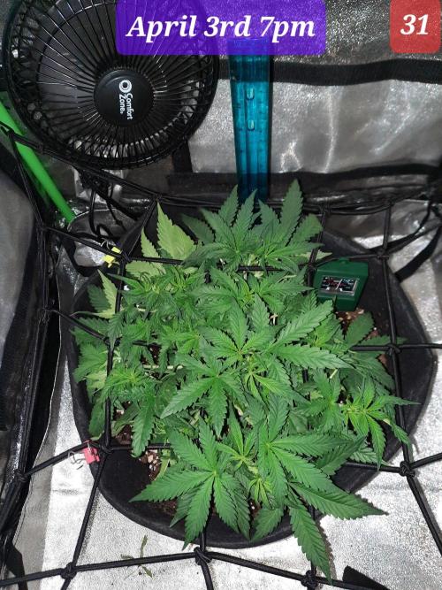 Fast buds purple lemonade auto. Week 5
