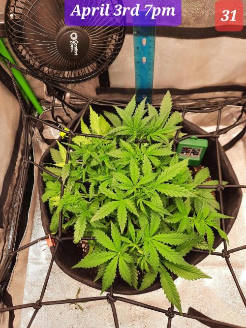 Fast buds purple lemonade auto. Week 5