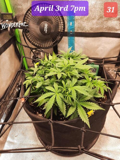 Fast buds purple lemonade auto. Week 5