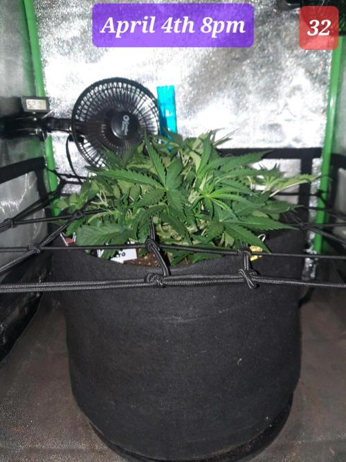 Fast buds purple lemonade auto. Week 5