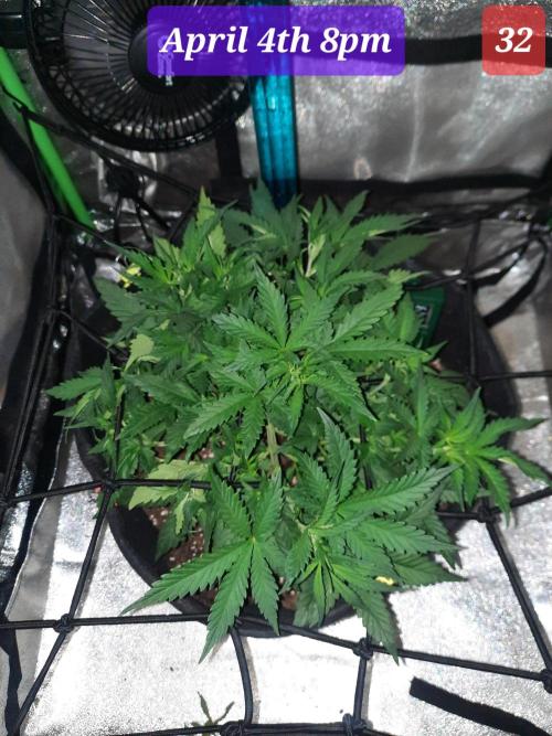 Fast buds purple lemonade auto. Week 5 - That color!!!