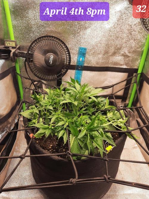 Fast buds purple lemonade auto. Week 5 - Lights on 8pm to 2 pm.
Off between 2pm to 8pm.