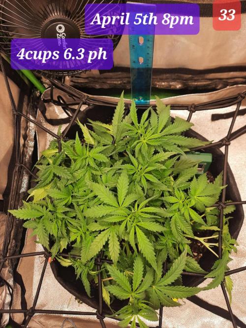 Fast buds purple lemonade auto. Week 5