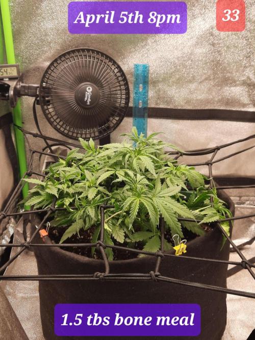 Fast buds purple lemonade auto. Week 5