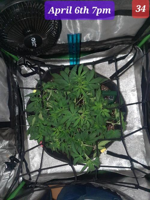 Fast buds purple lemonade auto. Week 5