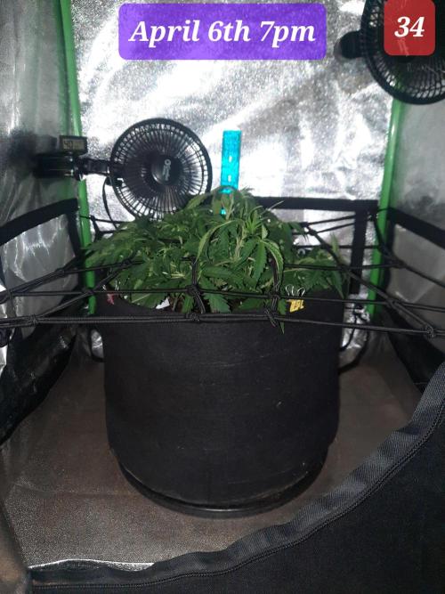 Fast buds purple lemonade auto. Week 5