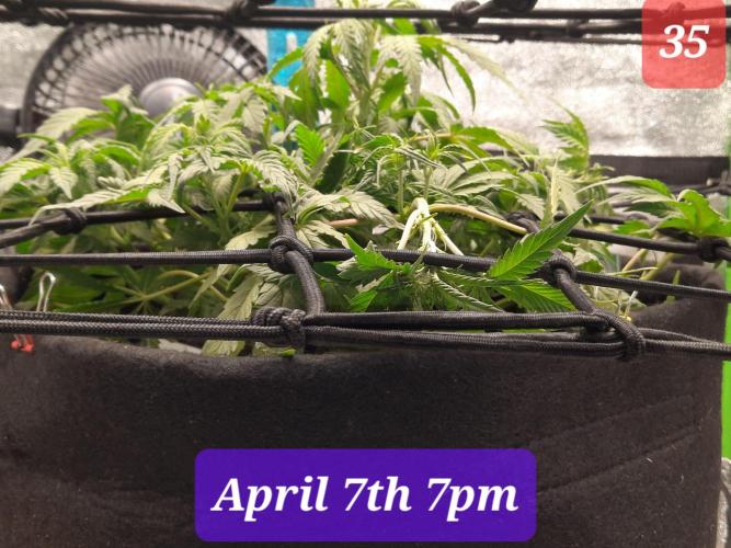 Fast buds purple lemonade auto. Week 5