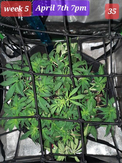 Fast buds purple lemonade auto. Week 5