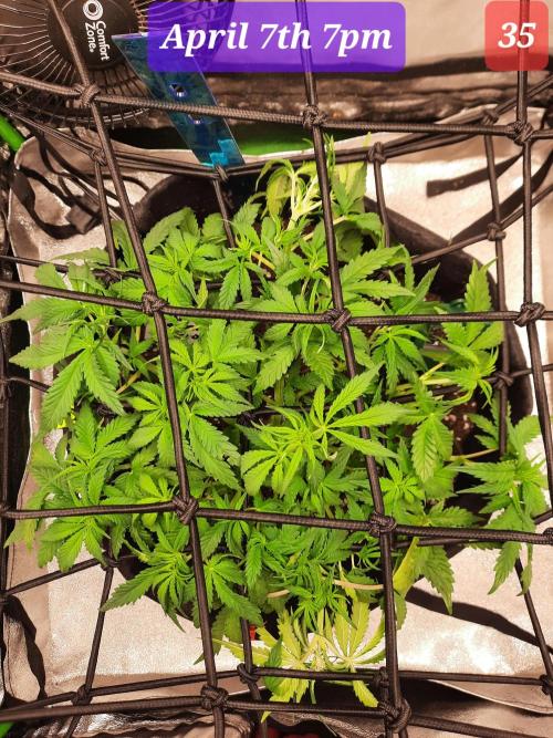 Fast buds purple lemonade auto. Week 5
