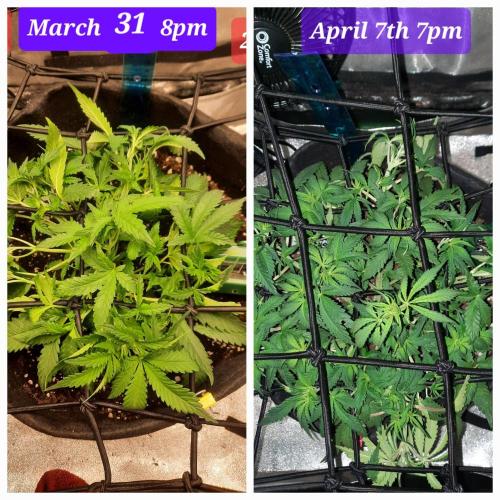 Fast buds purple lemonade auto. Week 5